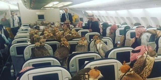 Саудовский принц купил билеты на самолет своим 80 соколам