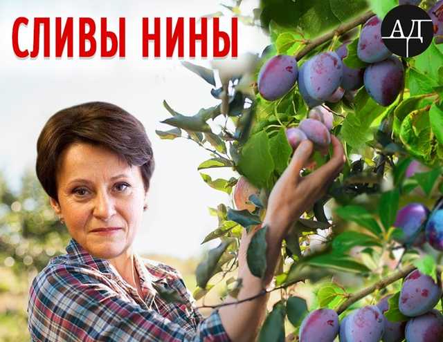 Ниныны Сливы