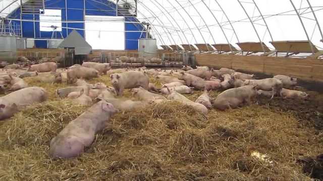 Свинское дело пермского правительства