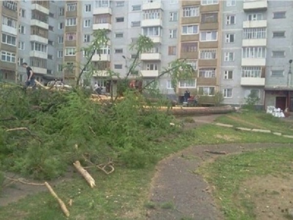 Усть-Илимск «засветился» на Экокарте: незаконная рубка во дворах
