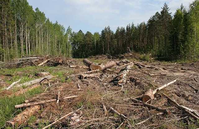 Под руководством директора Дарницкого лесопаркового хозяйства Явного происходит широкомасштабная вырубка киевских лесов – Береза