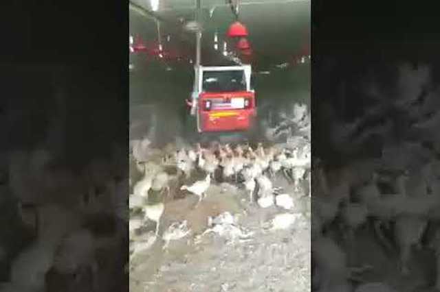Прокуратура начала проверку после публикации видео, где бульдозер давит птиц в Ростове