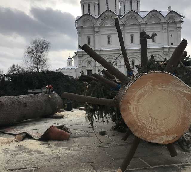 Кремль передал новогоднюю ель в добрые руки НЭК