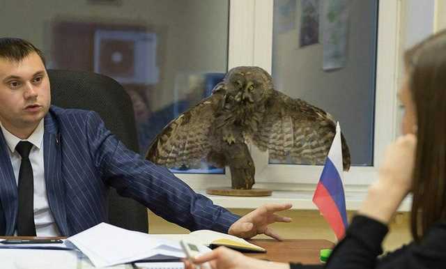 Чиновник из Минэкологии украсил свой кабинет чучелом краснокнижной птицы