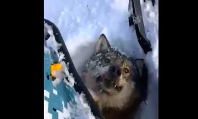 «Опять пришлось гоняться за нашими врагами». Алтайский охотник раздавил волка на снегоходе