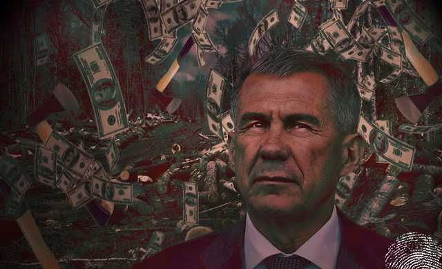 Сказочная тайга. Близкие Рустама Минниханова «насобирали» в лесу 713,7 млн рублей
