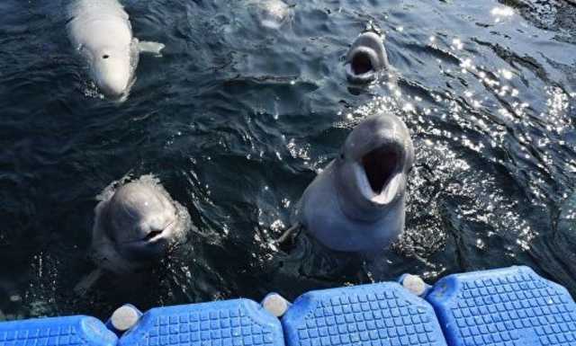 Владелец косаток отказывается выпускать морских животных из китовой тюрьмы