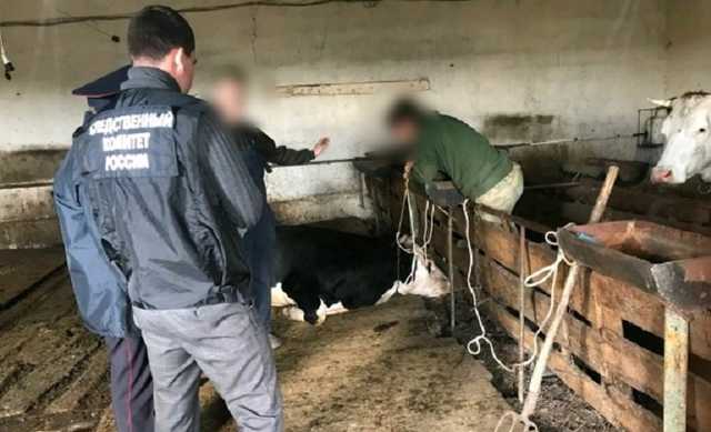 Под Тверью бык забодал насмерть 19-летнего парня