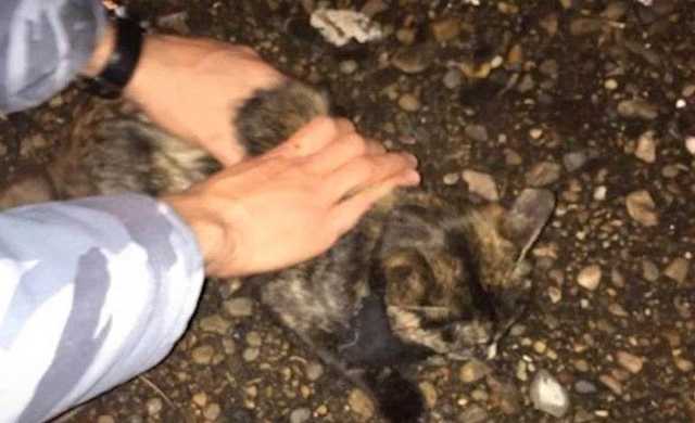 Сотрудники ФСИН поймали с поличным кота-наркокурьера в Набережных Челнах