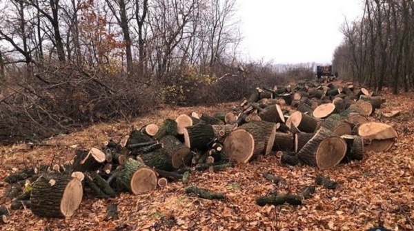 В Харьковской области задержали группу лиц во время масштабной вырубки леса