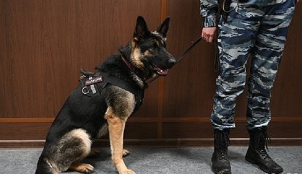 Пропавшую 10-летнюю россиянку нашли в клетке