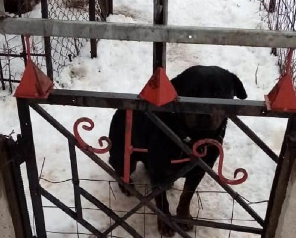 Под Харьковом пес загрыз 4-летнего ребенка: фото с места ЧП