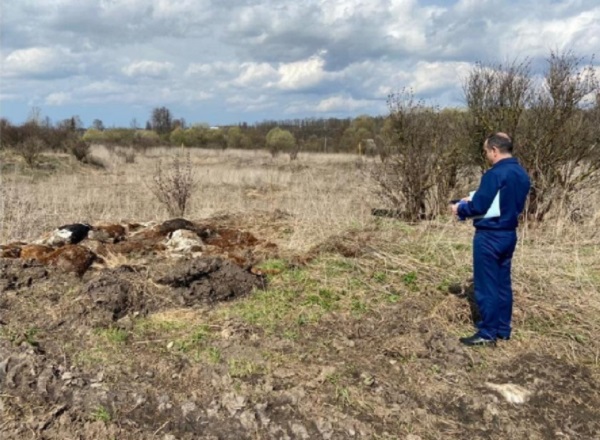 В Тульской области нашли мертвыми 74 коровы. Они умерли от истощения