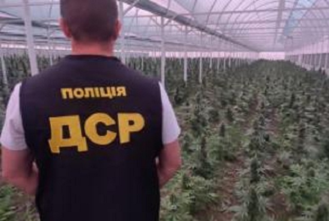 В Кривом Роге обнаружили плантации конопли на 130 млн гривен