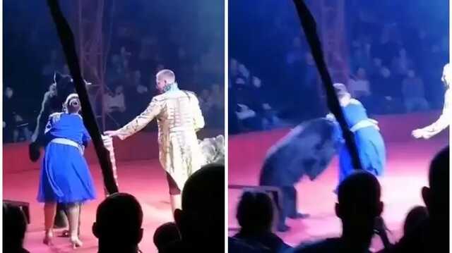 В Орловском цирке огромный медведь напал на беременную женщину