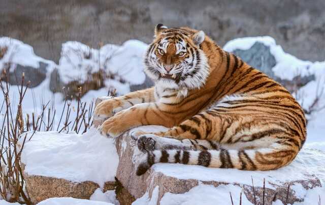 В российском регионе убили амурскую тигрицу