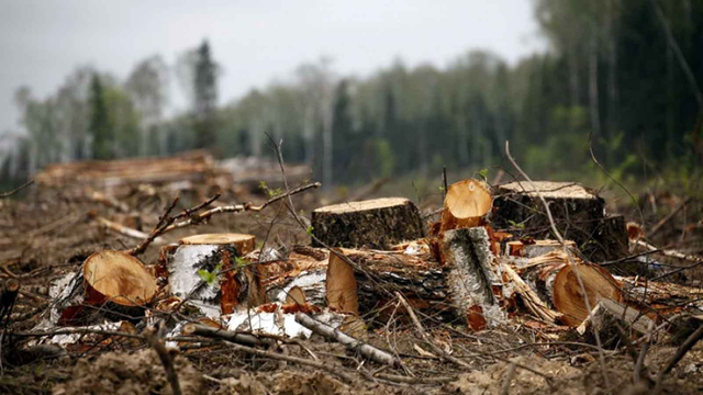ОПГ в Черемховском районе скупала разрешения на льготные рубки