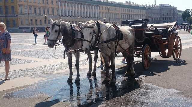 Раскрыто состояние пострадавших от наезда лошади на Дворцовой площади