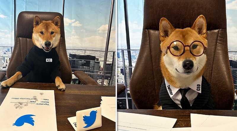 Маск «назначил» собаку гендиректором Twitter