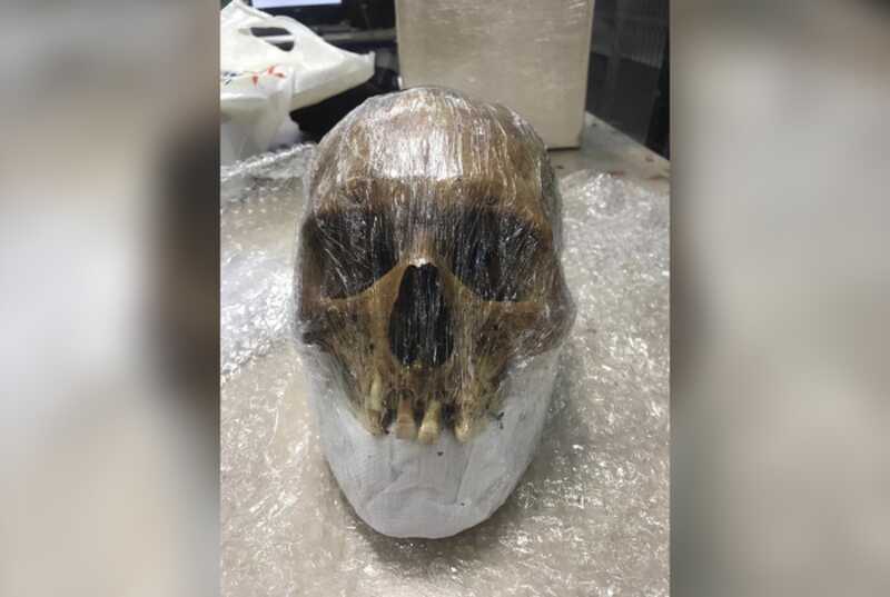 Во Внуково нашли посылку с человеческим черепом