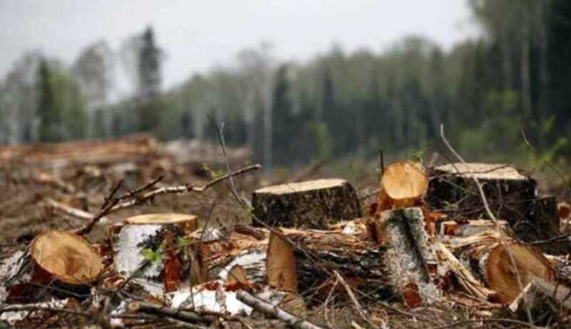 В Подмосковье неизвестные незаконно вырубили лес на сумму больше 160 миллионов