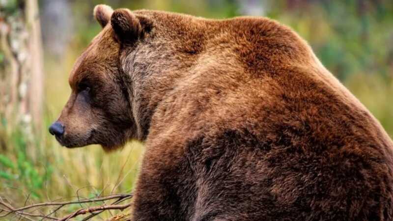 Число отравившихся медвежатиной россиян выросло до 11