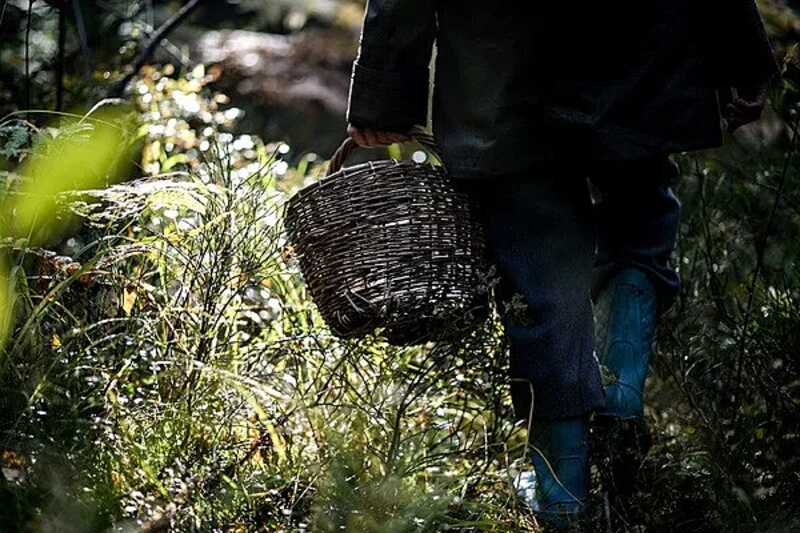 Мужчина пошел в лес за грибами и нашел мешки с деньгами