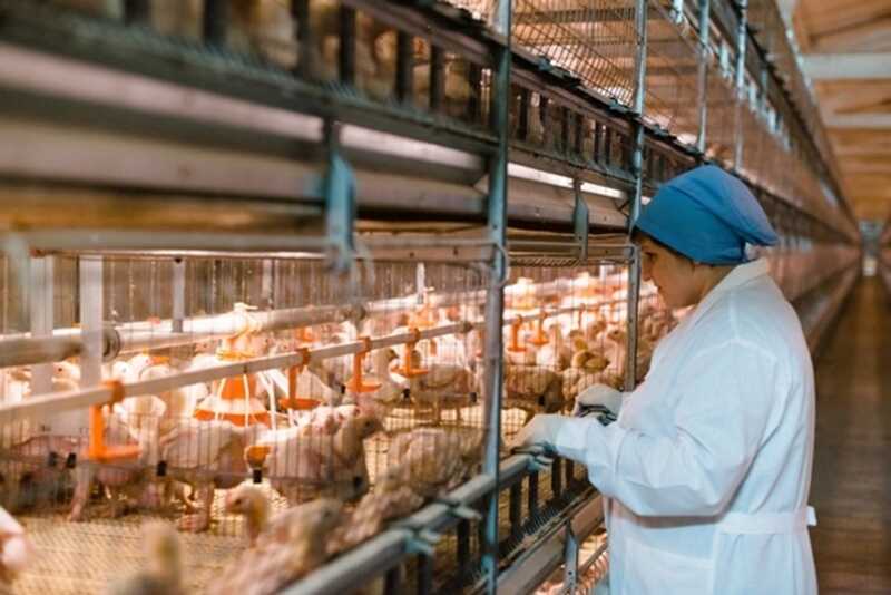 На крупной птицефабрике Башкирии выявили птичий грипп