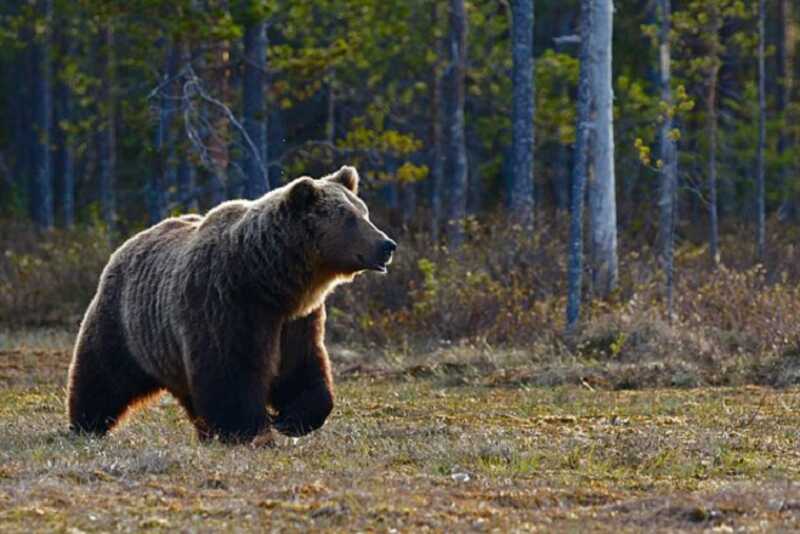 Стала известна судьба разгуливавшего по российскому городу медведя