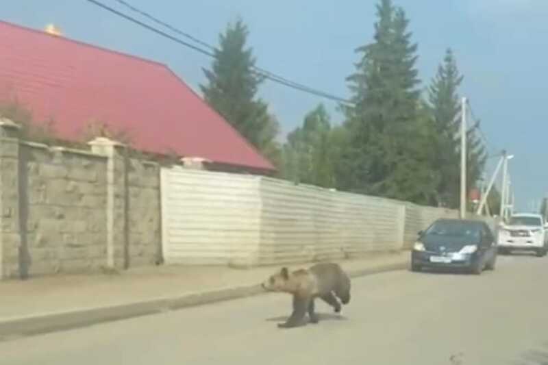 В Уфе медведь вышел прямо на улицы города
