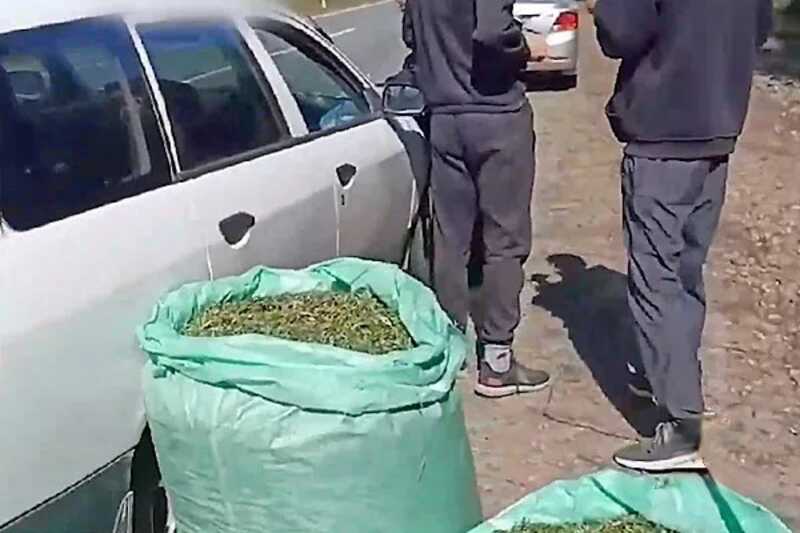Изъятие более 100 килограммов конопли из машины россиянина попало на видео
