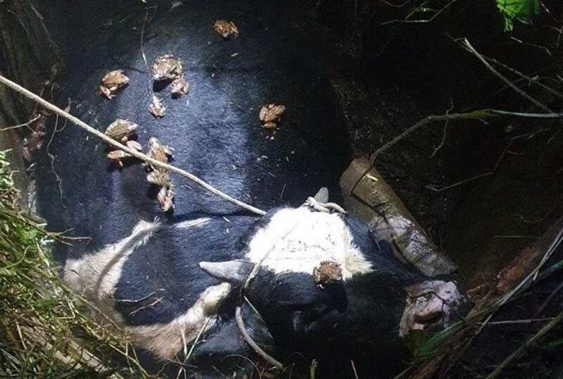 В Подмосковье спасли бычка, провалившегося в заброшенный колодец