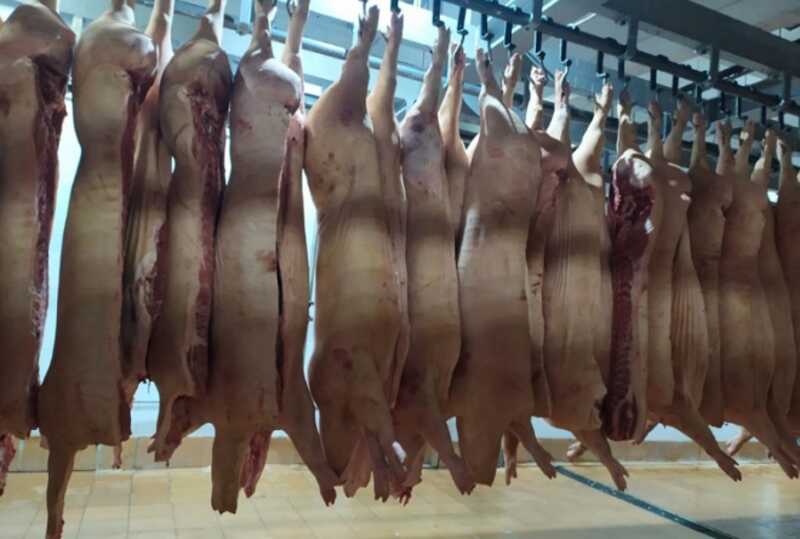 У челябинских аграриев обнаружили мертвые свиные души