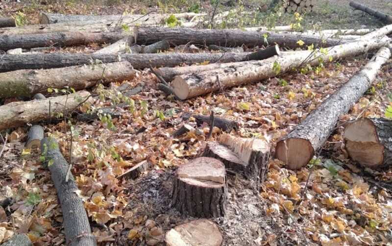 УФСБ Башкирии, приостановили вырубку 1200 гектаров городских лесов города Уфы