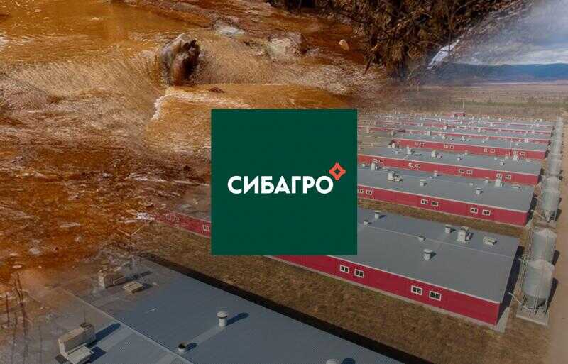 Свинобоссов будут судить: дочка «Сибагро» ответит за навозный потоп в Бурятии