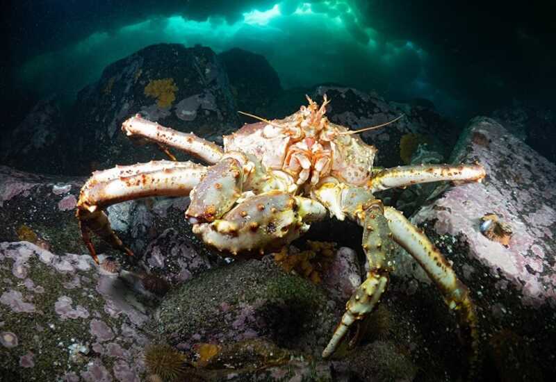 Новое массовое вымирание: 10 млрд крабов Берингового моря погибли из-за изменений климата