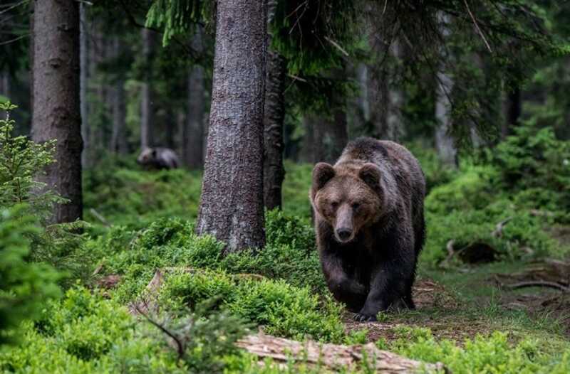 Россиянин пережил нападение медведя во время похода за грибами
