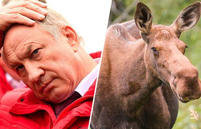 Убитый лось продолжает кошмарить Валерия Рашкина