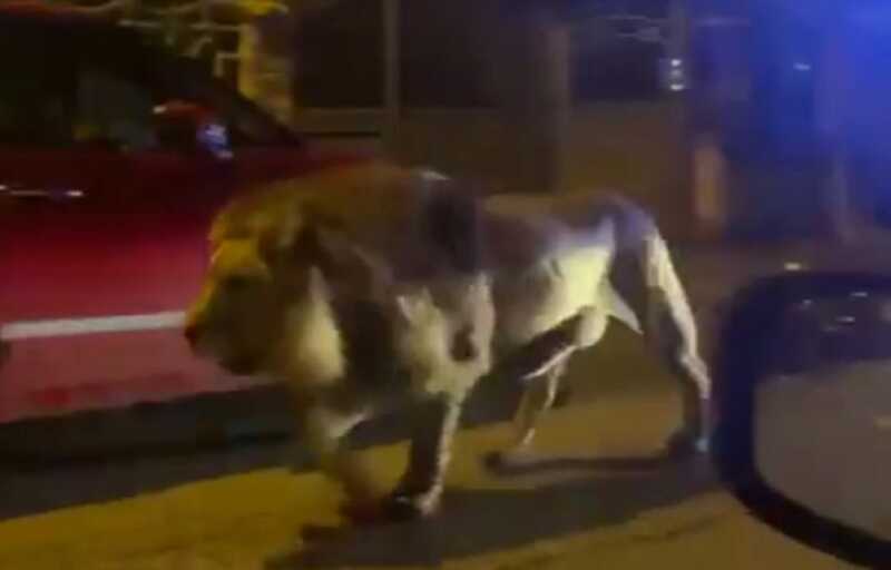 Лев сбежал из цирка в итальянском городе Ладисполи под Римом