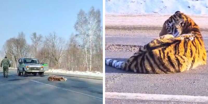 В Хабаровске автомобиль сбил амурского тигра, водитель скрылся