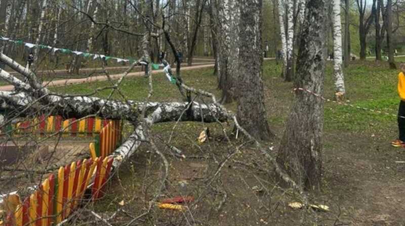 В Карачаево-Черкесии пятилетний ребенок погиб от упавшего дерева