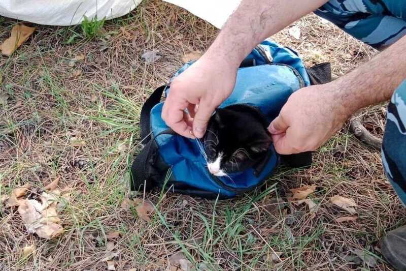 В Самарской области кот-наркокурьер пытался пронести в колонию строгого режима 9 граммов марихуаны
