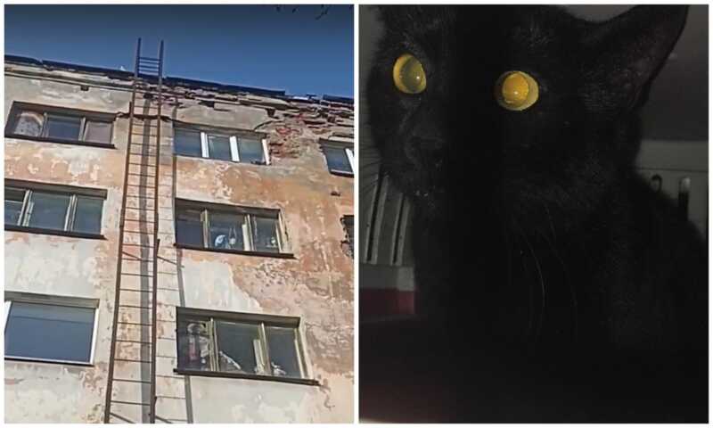 В Карелии жительница общежития сбросила кота с высоты четвертого этажа