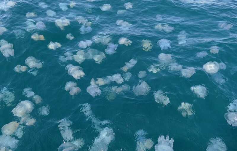 В Анапе море массово заполнено медузами