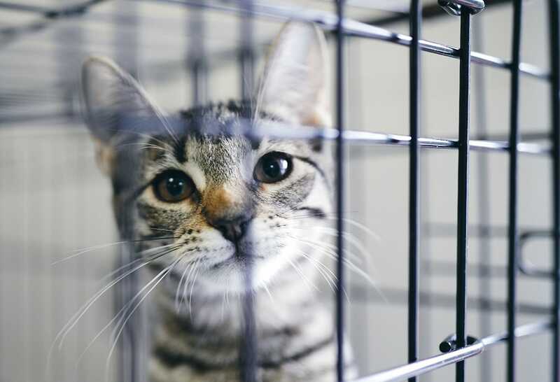 Второй приют для животных сгорел в Уфе, погибли десятки котов