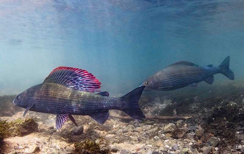 Фармацевтические отходы становятся угрозой для водных экосистем