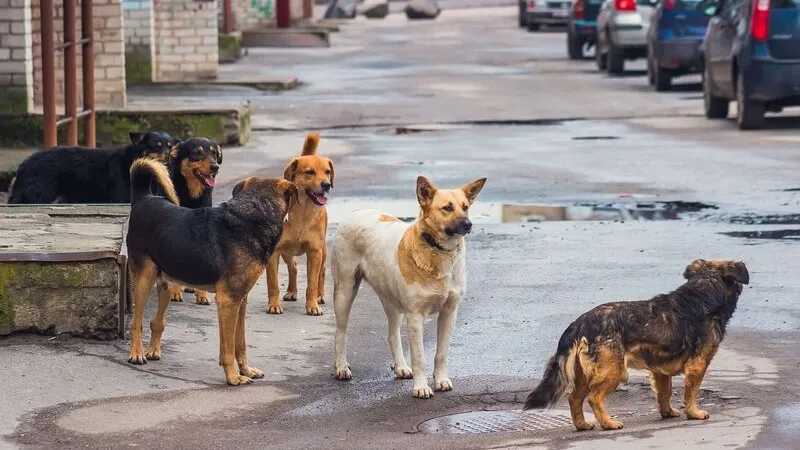 В Забайкалье стая собак напала на ребенка