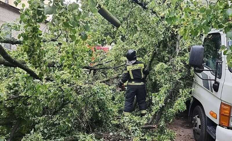 В Петербурге из-за упавшего во время урагана дерева погибла мать троих детей