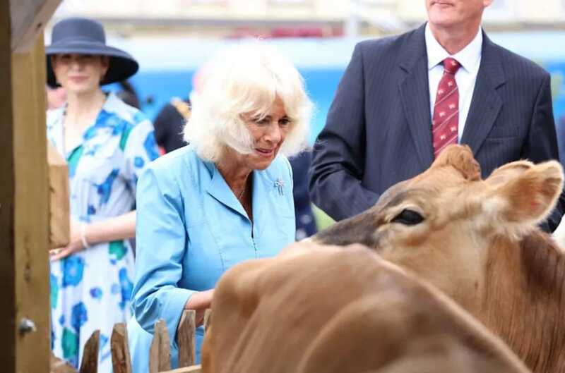 На Нормандских островах корова и бык совокупились перед королевой Камиллой