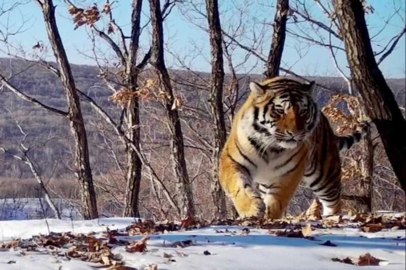 Тигр из Приморья держал в страхе жителей посёлка Врангель